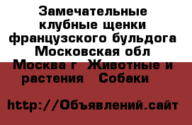 Замечательные клубные щенки французского бульдога - Московская обл., Москва г. Животные и растения » Собаки   